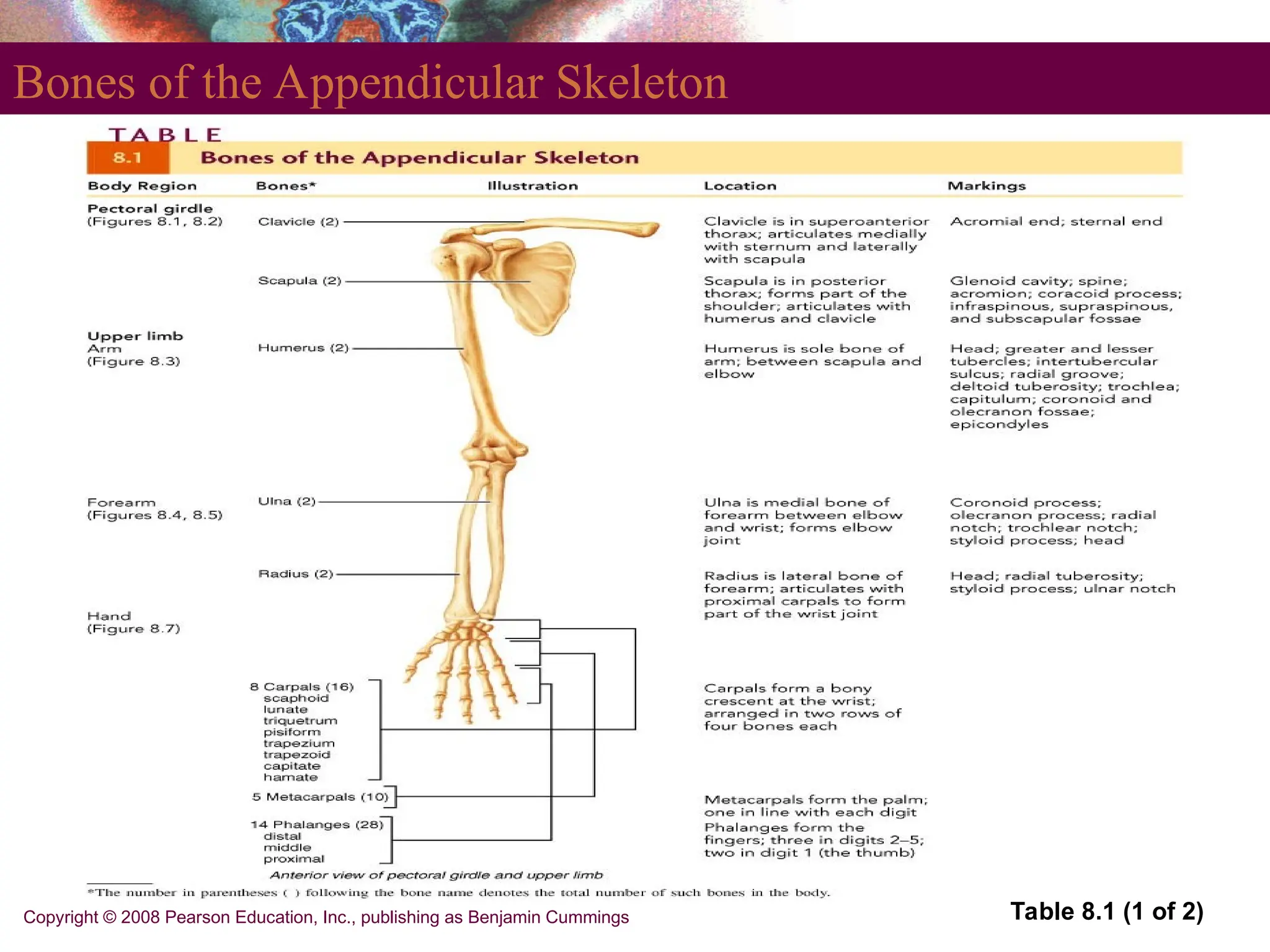 Copyright © 2008 Pearson Education, Inc., publishing as Benjamin Cummings
Bones of the Appendicular Skeleton
Table 8.1 (1 of 2)
 