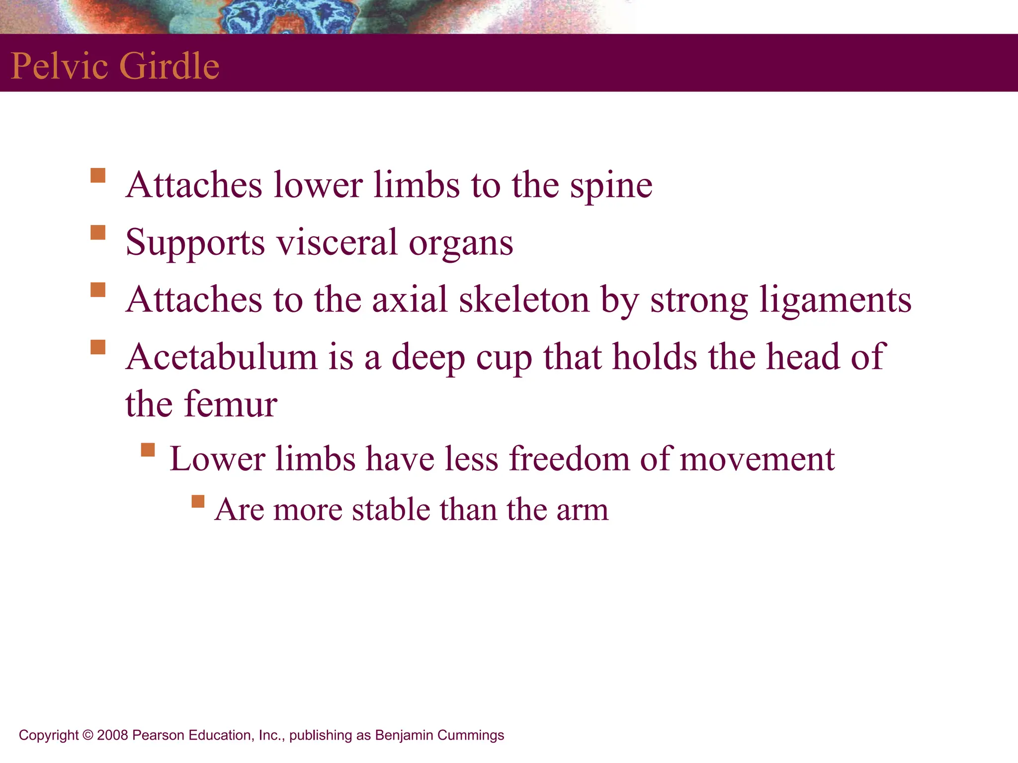 Copyright © 2008 Pearson Education, Inc., publishing as Benjamin Cummings
Pelvic Girdle
 Attaches lower limbs to the spine
 Supports visceral organs
 Attaches to the axial skeleton by strong ligaments
 Acetabulum is a deep cup that holds the head of
the femur
 Lower limbs have less freedom of movement
Are more stable than the arm
 