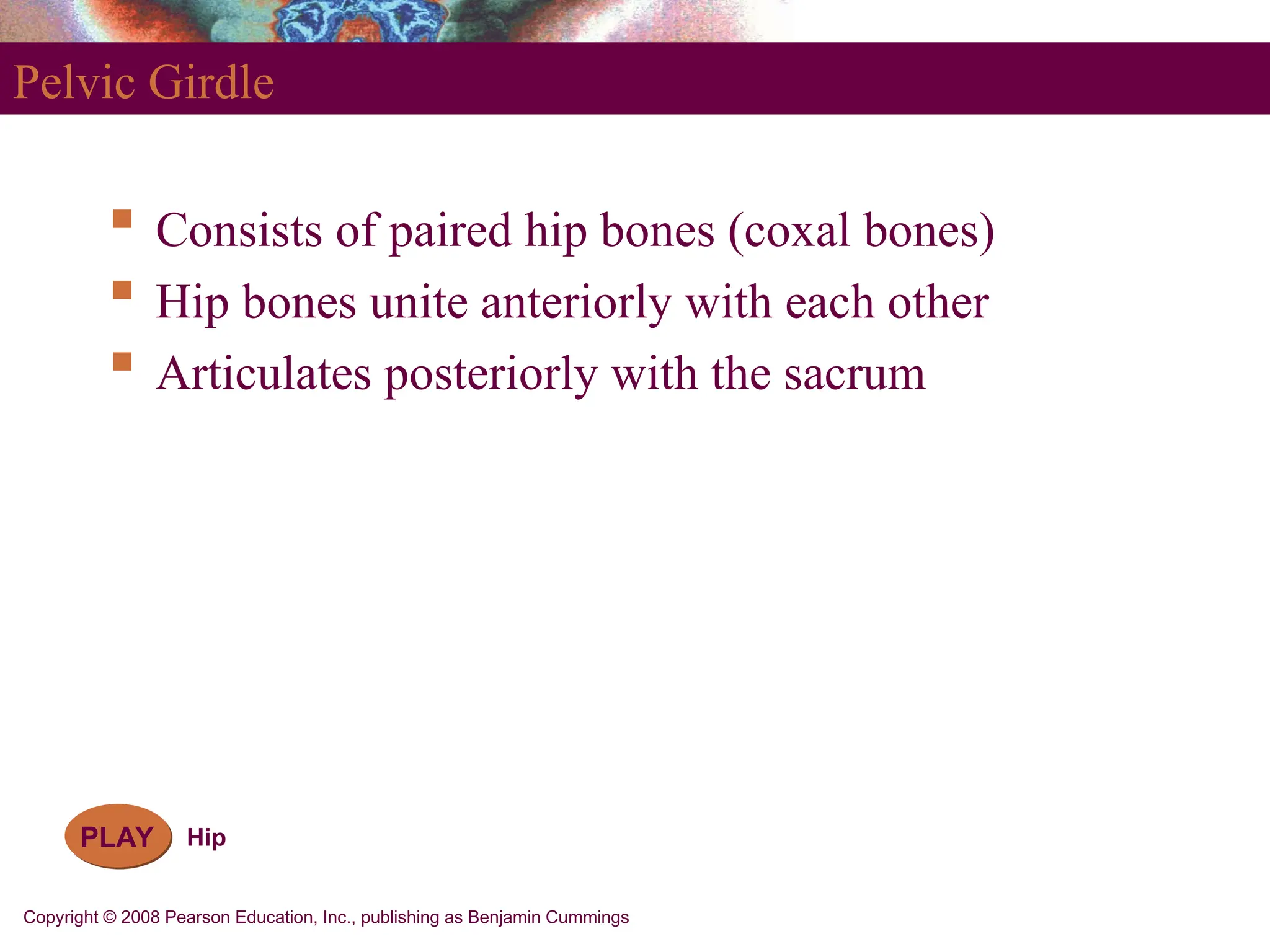 Copyright © 2008 Pearson Education, Inc., publishing as Benjamin Cummings
Pelvic Girdle
 Consists of paired hip bones (coxal bones)
 Hip bones unite anteriorly with each other
 Articulates posteriorly with the sacrum
PLAY Hip
 