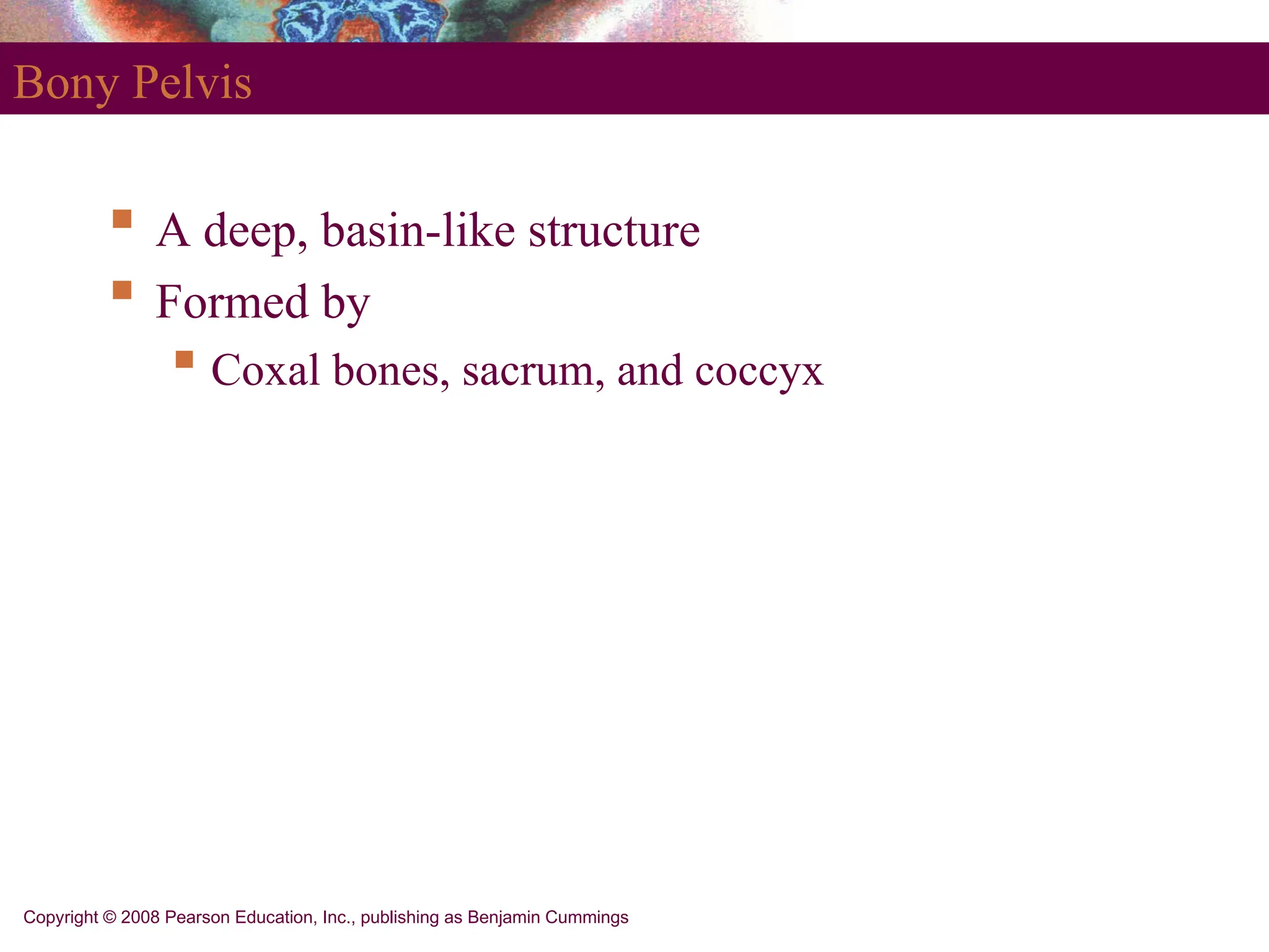 Copyright © 2008 Pearson Education, Inc., publishing as Benjamin Cummings
Bony Pelvis
 A deep, basin-like structure
 Formed by
 Coxal bones, sacrum, and coccyx
 