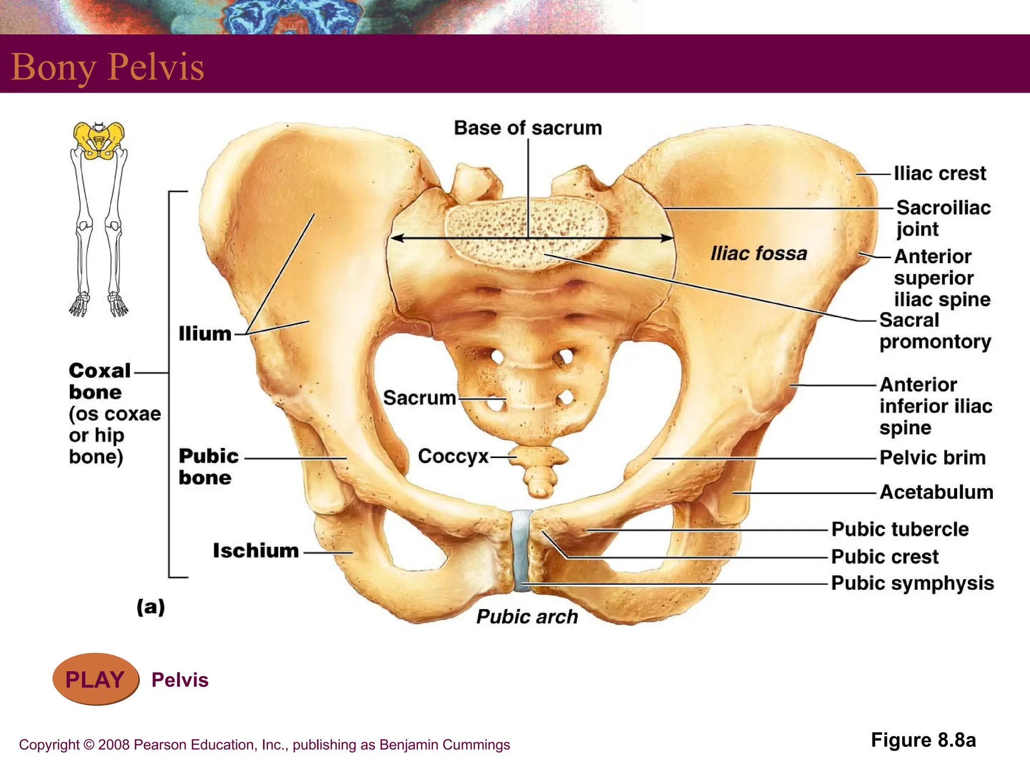 Copyright © 2008 Pearson Education, Inc., publishing as Benjamin Cummings
Bony Pelvis
Figure 8.8a
PLAY Pelvis
 