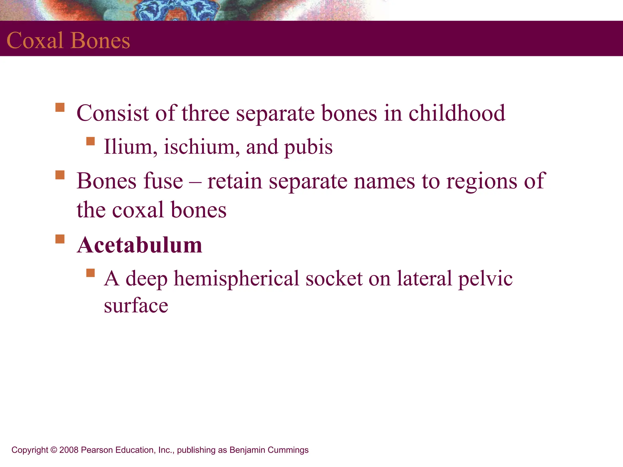 Copyright © 2008 Pearson Education, Inc., publishing as Benjamin Cummings
Coxal Bones
 Consist of three separate bones in childhood
 Ilium, ischium, and pubis
 Bones fuse – retain separate names to regions of
the coxal bones
 Acetabulum
 A deep hemispherical socket on lateral pelvic
surface
 