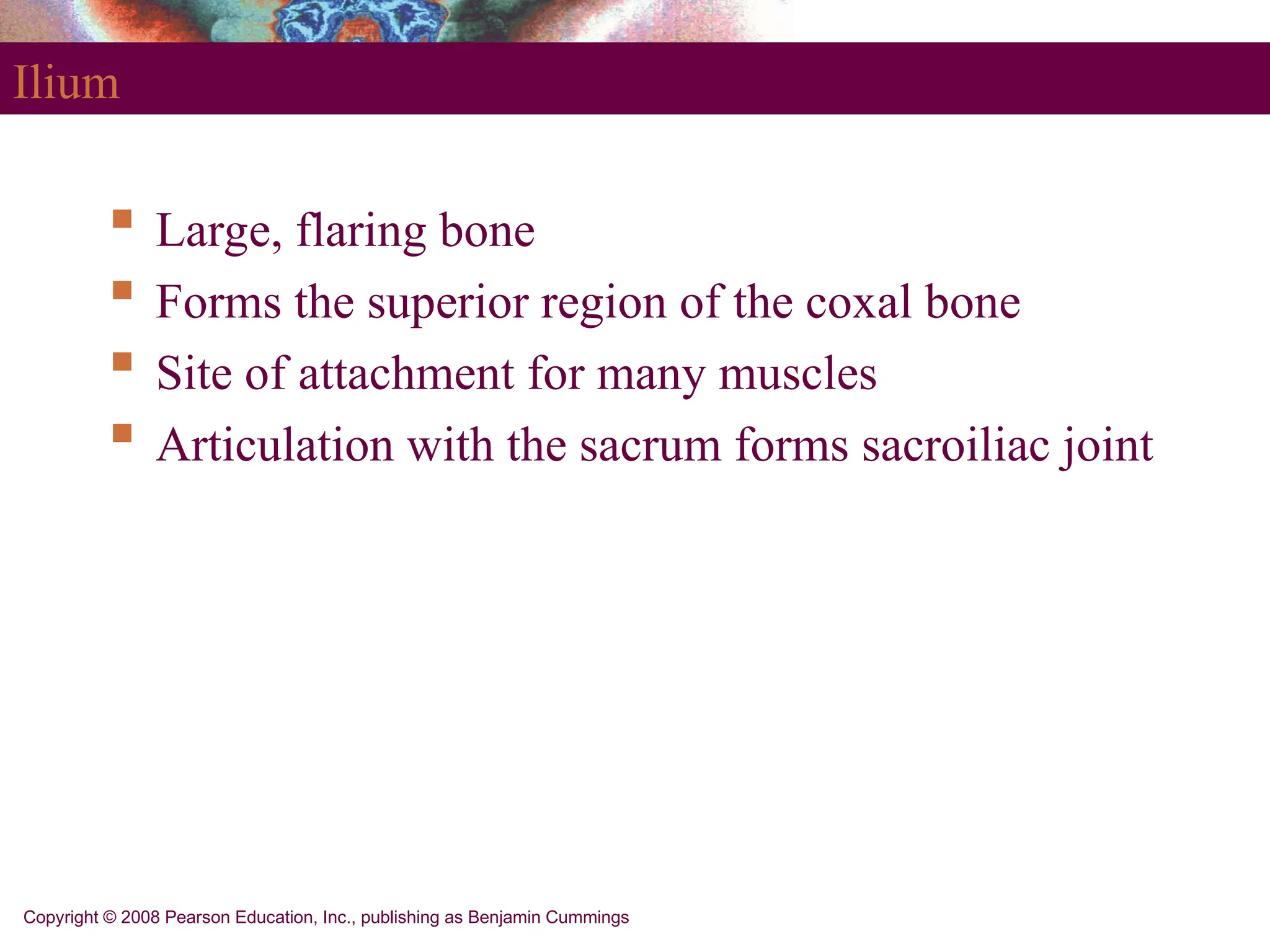 Copyright © 2008 Pearson Education, Inc., publishing as Benjamin Cummings
Ilium
 Large, flaring bone
 Forms the superior region of the coxal bone
 Site of attachment for many muscles
 Articulation with the sacrum forms sacroiliac joint
 