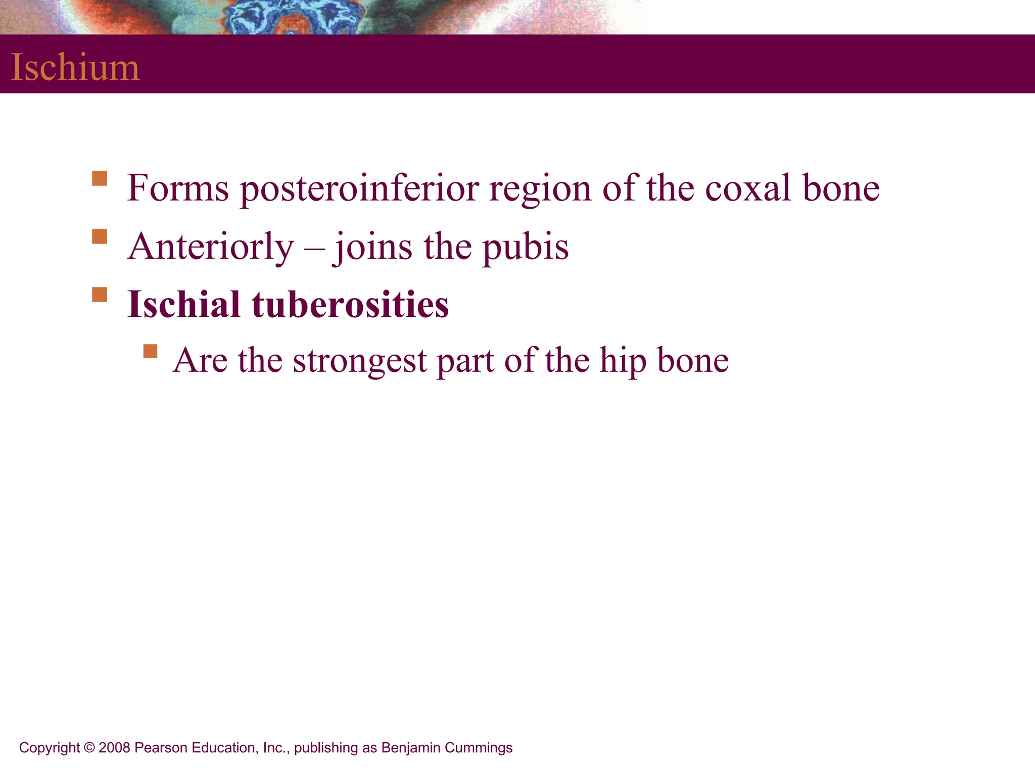 Copyright © 2008 Pearson Education, Inc., publishing as Benjamin Cummings
Ischium
 Forms posteroinferior region of the coxal bone
 Anteriorly – joins the pubis
 Ischial tuberosities
 Are the strongest part of the hip bone
 