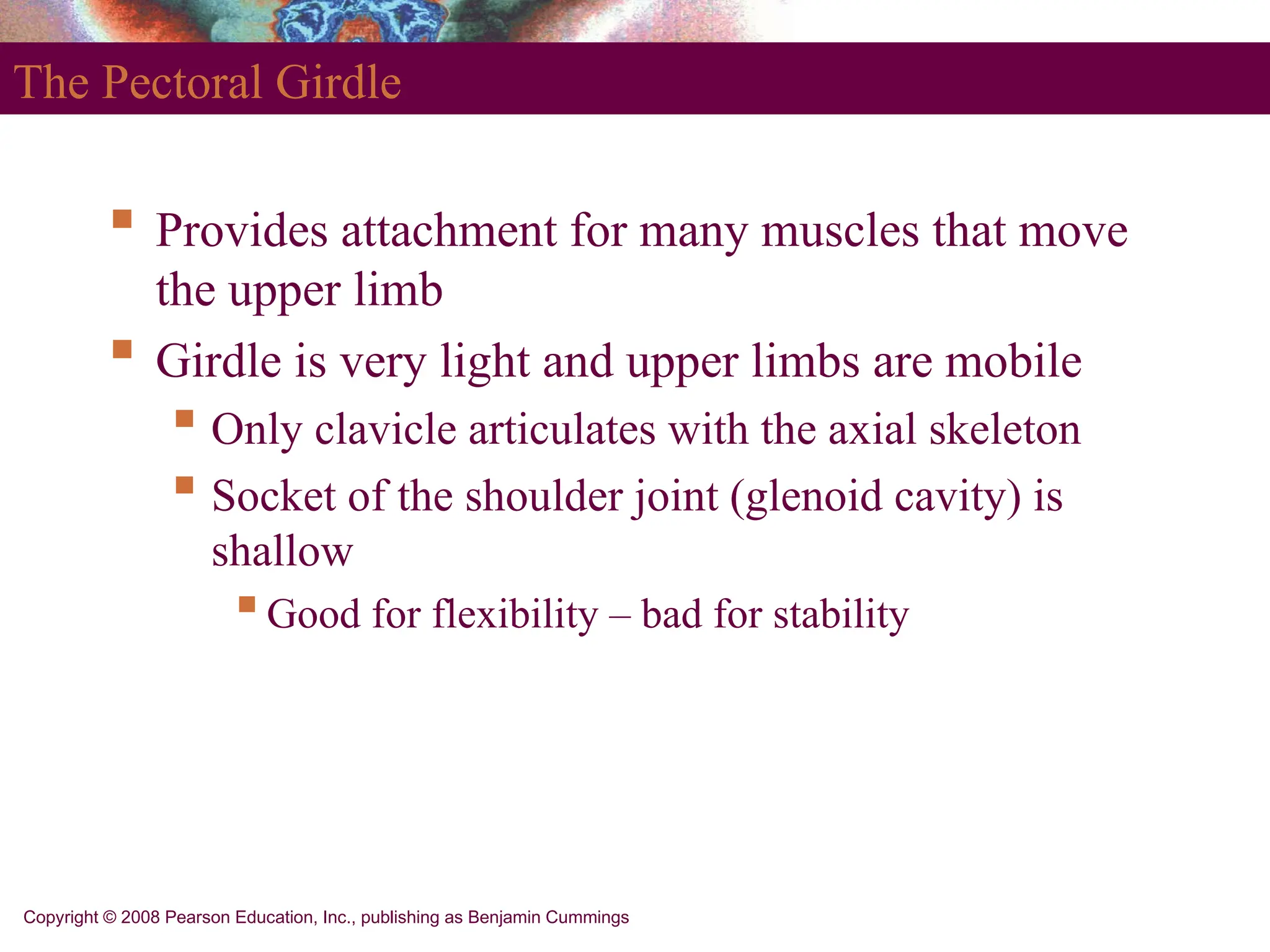 Copyright © 2008 Pearson Education, Inc., publishing as Benjamin Cummings
The Pectoral Girdle
 Provides attachment for many muscles that move
the upper limb
 Girdle is very light and upper limbs are mobile
 Only clavicle articulates with the axial skeleton
 Socket of the shoulder joint (glenoid cavity) is
shallow
Good for flexibility – bad for stability
 