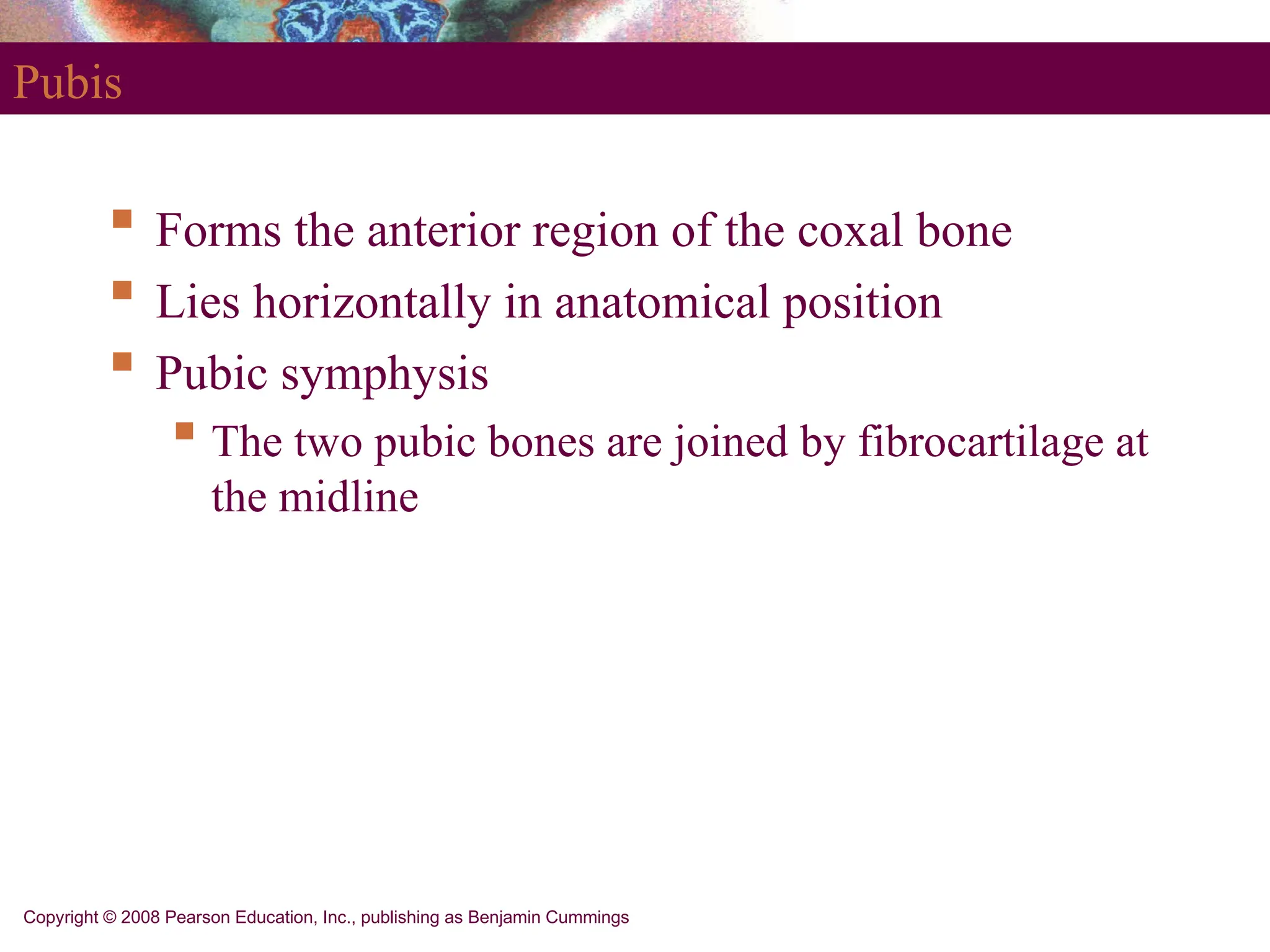 Copyright © 2008 Pearson Education, Inc., publishing as Benjamin Cummings
Pubis
 Forms the anterior region of the coxal bone
 Lies horizontally in anatomical position
 Pubic symphysis
 The two pubic bones are joined by fibrocartilage at
the midline
 