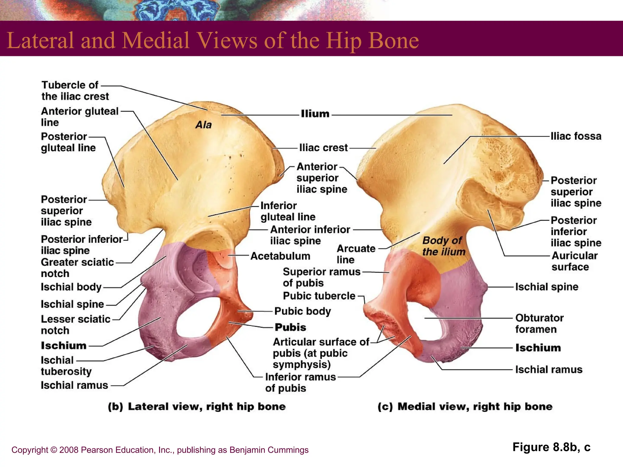 Copyright © 2008 Pearson Education, Inc., publishing as Benjamin Cummings
Lateral and Medial Views of the Hip Bone
Figure 8.8b, c
 