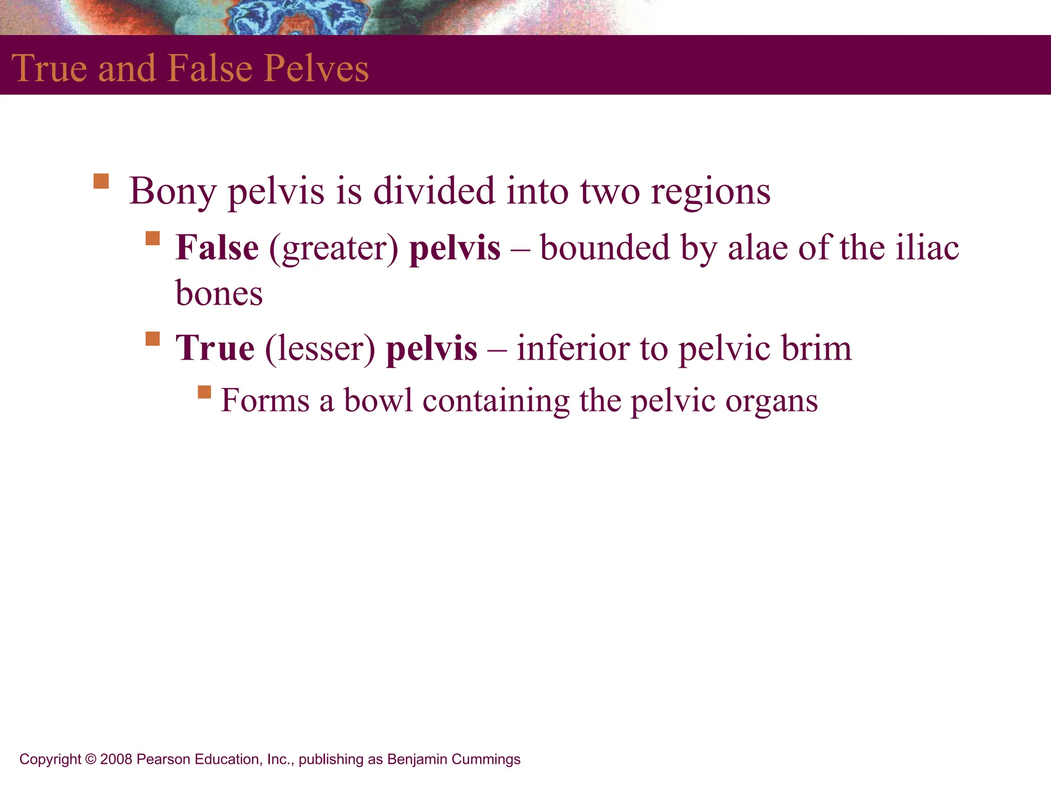 Copyright © 2008 Pearson Education, Inc., publishing as Benjamin Cummings
True and False Pelves
 Bony pelvis is divided into two regions
 False (greater) pelvis – bounded by alae of the iliac
bones
 True (lesser) pelvis – inferior to pelvic brim
Forms a bowl containing the pelvic organs
 