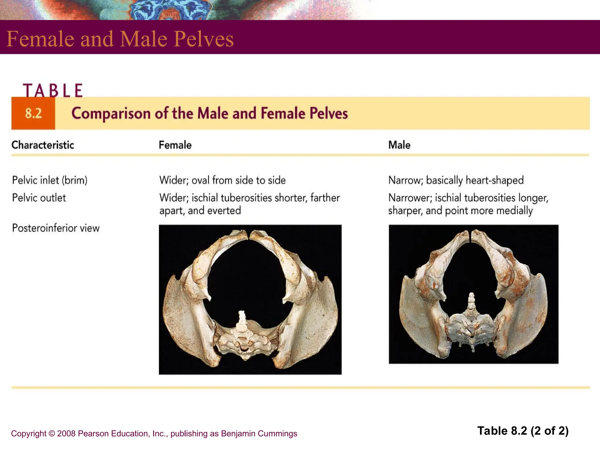 Copyright © 2008 Pearson Education, Inc., publishing as Benjamin Cummings
Female and Male Pelves
Table 8.2 (2 of 2)
 