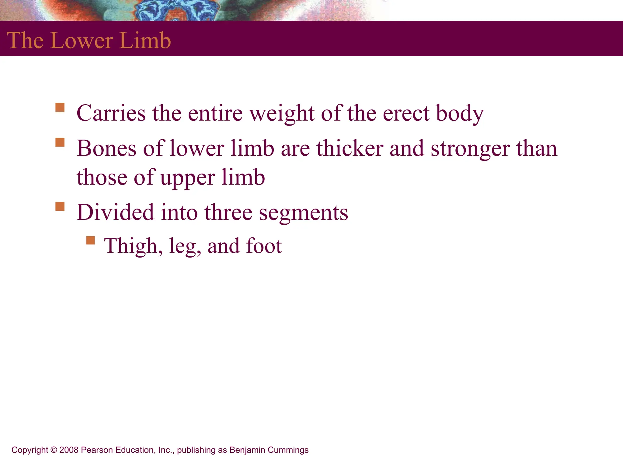 Copyright © 2008 Pearson Education, Inc., publishing as Benjamin Cummings
The Lower Limb
 Carries the entire weight of the erect body
 Bones of lower limb are thicker and stronger than
those of upper limb
 Divided into three segments
 Thigh, leg, and foot
 