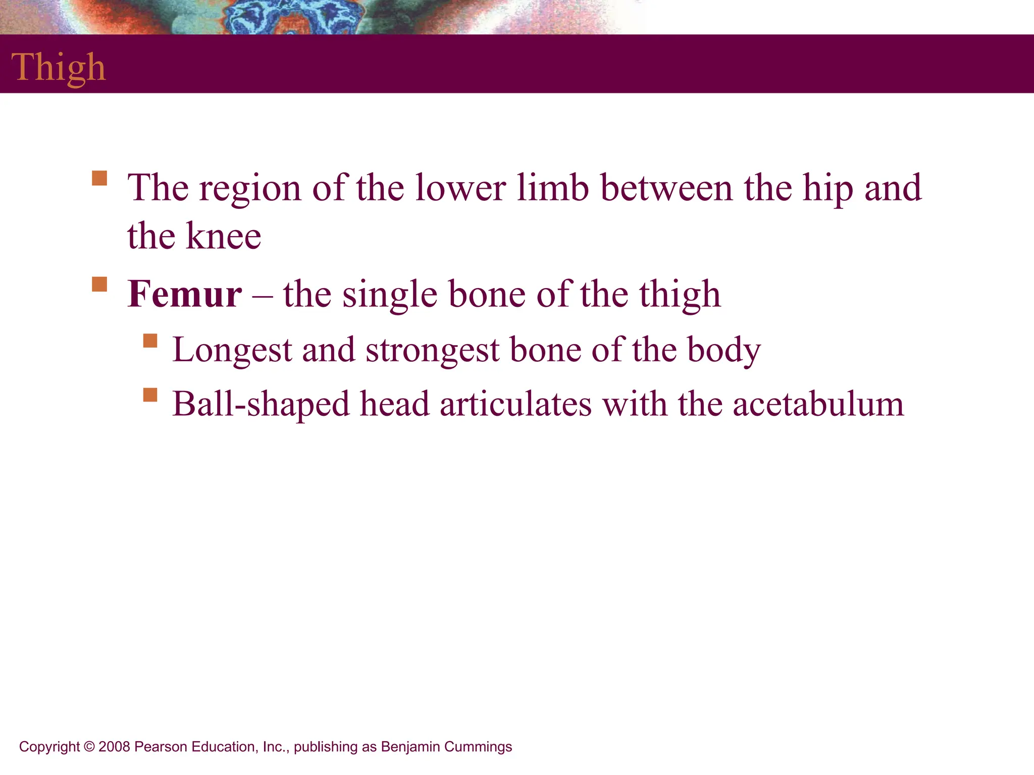 Copyright © 2008 Pearson Education, Inc., publishing as Benjamin Cummings
Thigh
 The region of the lower limb between the hip and
the knee
 Femur – the single bone of the thigh
 Longest and strongest bone of the body
 Ball-shaped head articulates with the acetabulum
 