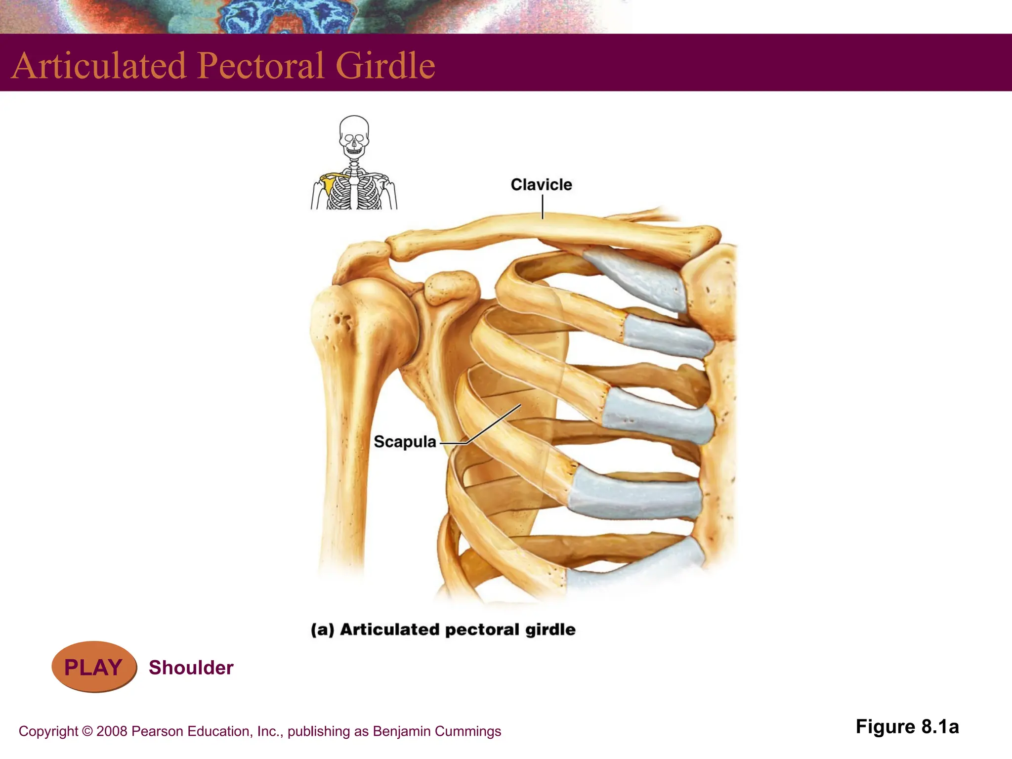 Copyright © 2008 Pearson Education, Inc., publishing as Benjamin Cummings
Articulated Pectoral Girdle
Figure 8.1a
PLAY Shoulder
 