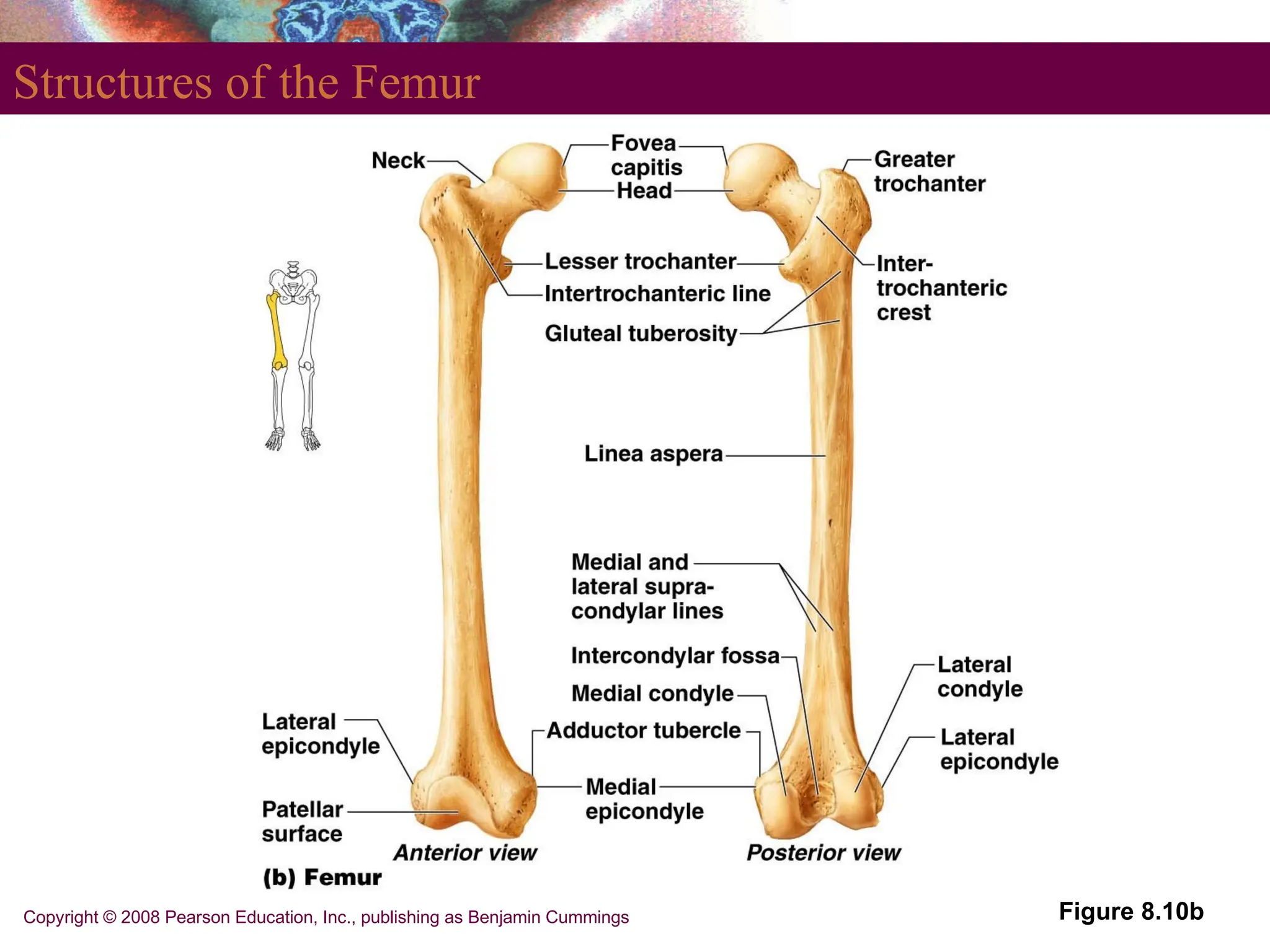 Copyright © 2008 Pearson Education, Inc., publishing as Benjamin Cummings
Structures of the Femur
Figure 8.10b
 