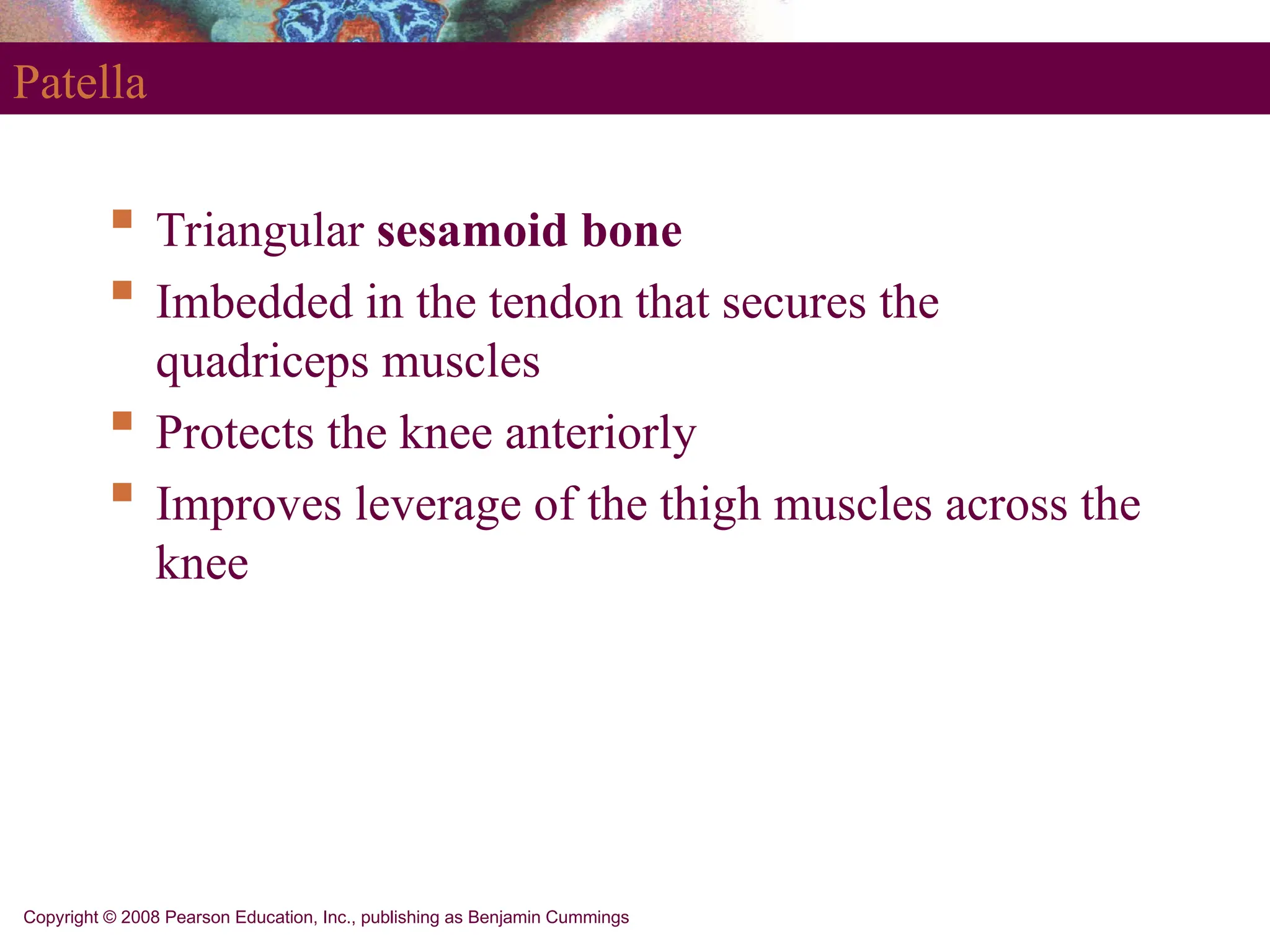 Copyright © 2008 Pearson Education, Inc., publishing as Benjamin Cummings
Patella
 Triangular sesamoid bone
 Imbedded in the tendon that secures the
quadriceps muscles
 Protects the knee anteriorly
 Improves leverage of the thigh muscles across the
knee
 