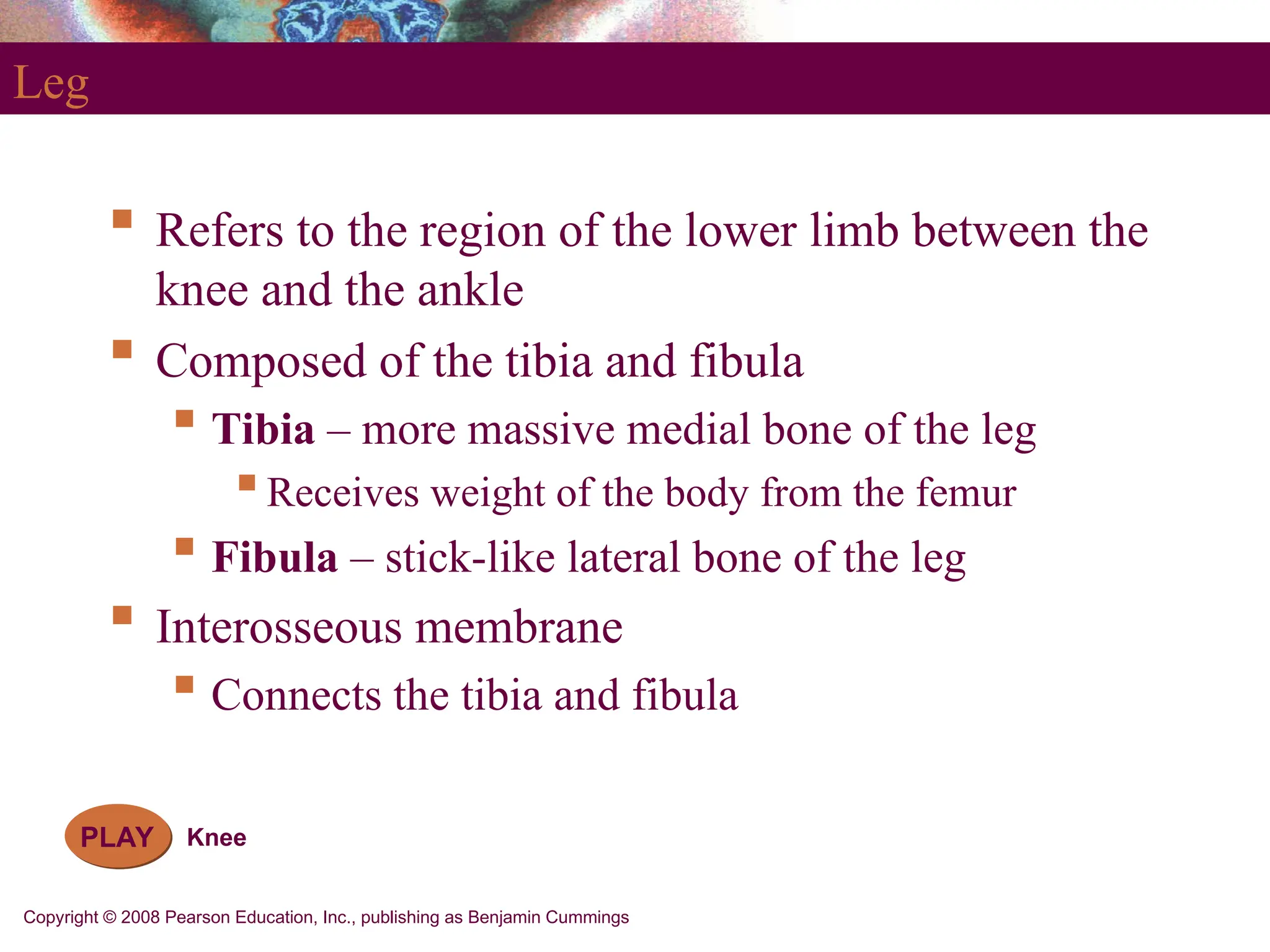 Copyright © 2008 Pearson Education, Inc., publishing as Benjamin Cummings
Leg
 Refers to the region of the lower limb between the
knee and the ankle
 Composed of the tibia and fibula
 Tibia – more massive medial bone of the leg
Receives weight of the body from the femur
 Fibula – stick-like lateral bone of the leg
 Interosseous membrane
 Connects the tibia and fibula
PLAY Knee
 