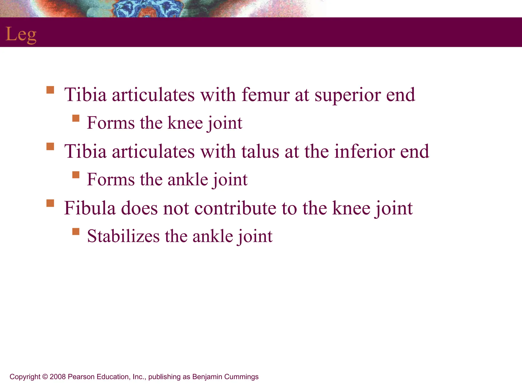 Copyright © 2008 Pearson Education, Inc., publishing as Benjamin Cummings
Leg
 Tibia articulates with femur at superior end
 Forms the knee joint
 Tibia articulates with talus at the inferior end
 Forms the ankle joint
 Fibula does not contribute to the knee joint
 Stabilizes the ankle joint
 