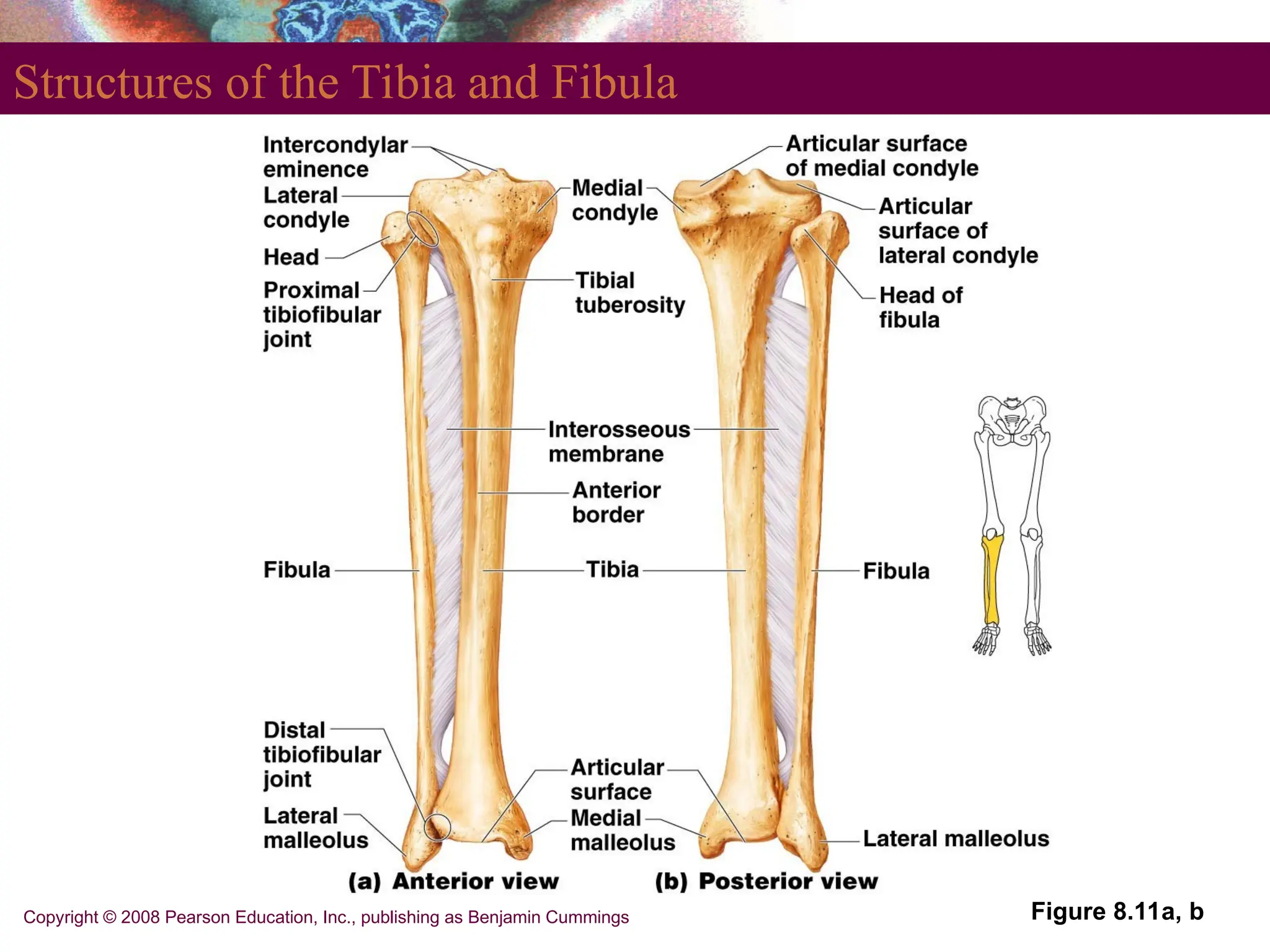 Copyright © 2008 Pearson Education, Inc., publishing as Benjamin Cummings
Structures of the Tibia and Fibula
Figure 8.11a, b
 