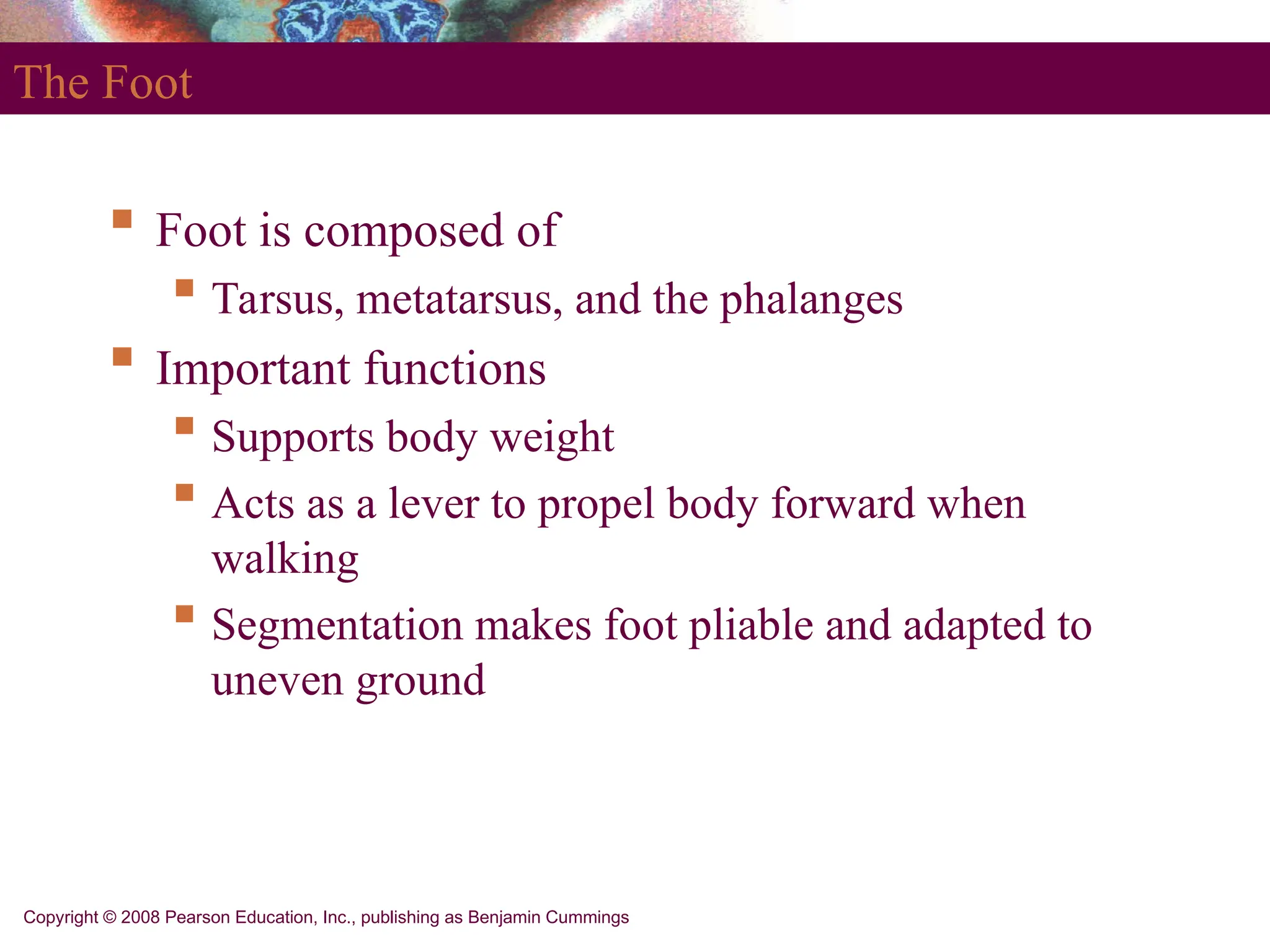 Copyright © 2008 Pearson Education, Inc., publishing as Benjamin Cummings
The Foot
 Foot is composed of
 Tarsus, metatarsus, and the phalanges
 Important functions
 Supports body weight
 Acts as a lever to propel body forward when
walking
 Segmentation makes foot pliable and adapted to
uneven ground
 