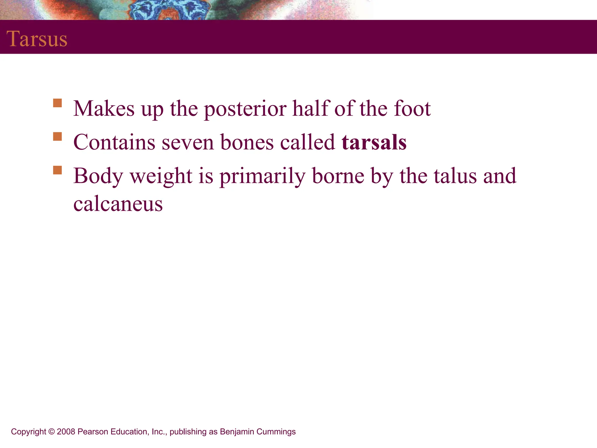 Copyright © 2008 Pearson Education, Inc., publishing as Benjamin Cummings
Tarsus
 Makes up the posterior half of the foot
 Contains seven bones called tarsals
 Body weight is primarily borne by the talus and
calcaneus
 