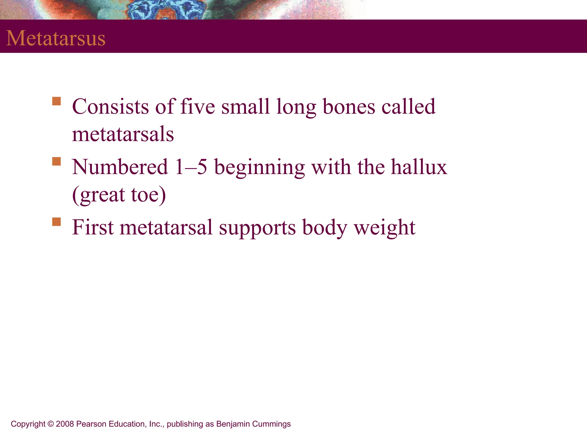 Copyright © 2008 Pearson Education, Inc., publishing as Benjamin Cummings
Metatarsus
 Consists of five small long bones called
metatarsals
 Numbered 1–5 beginning with the hallux
(great toe)
 First metatarsal supports body weight
 
