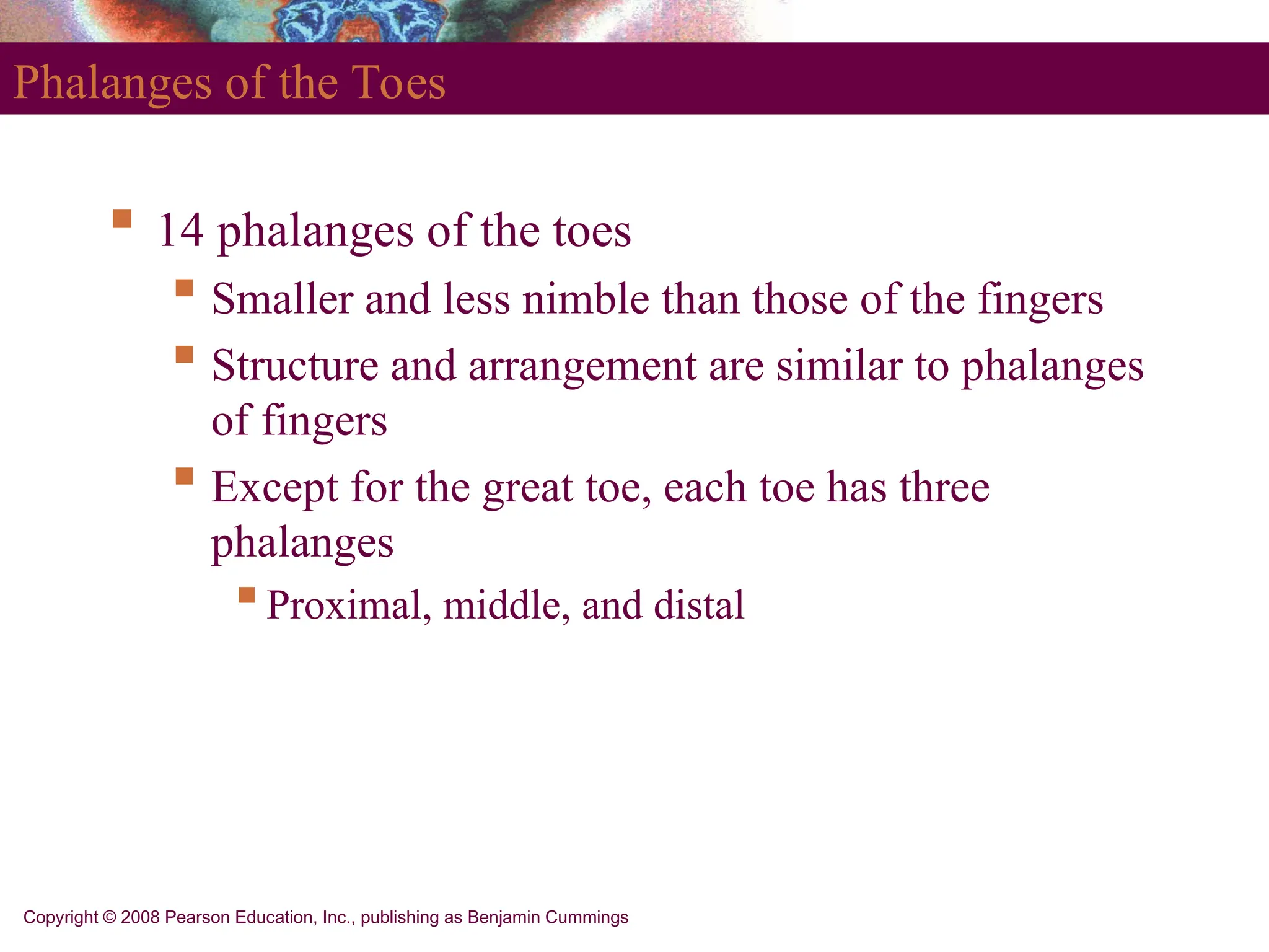 Copyright © 2008 Pearson Education, Inc., publishing as Benjamin Cummings
Phalanges of the Toes
 14 phalanges of the toes
 Smaller and less nimble than those of the fingers
 Structure and arrangement are similar to phalanges
of fingers
 Except for the great toe, each toe has three
phalanges
Proximal, middle, and distal
 