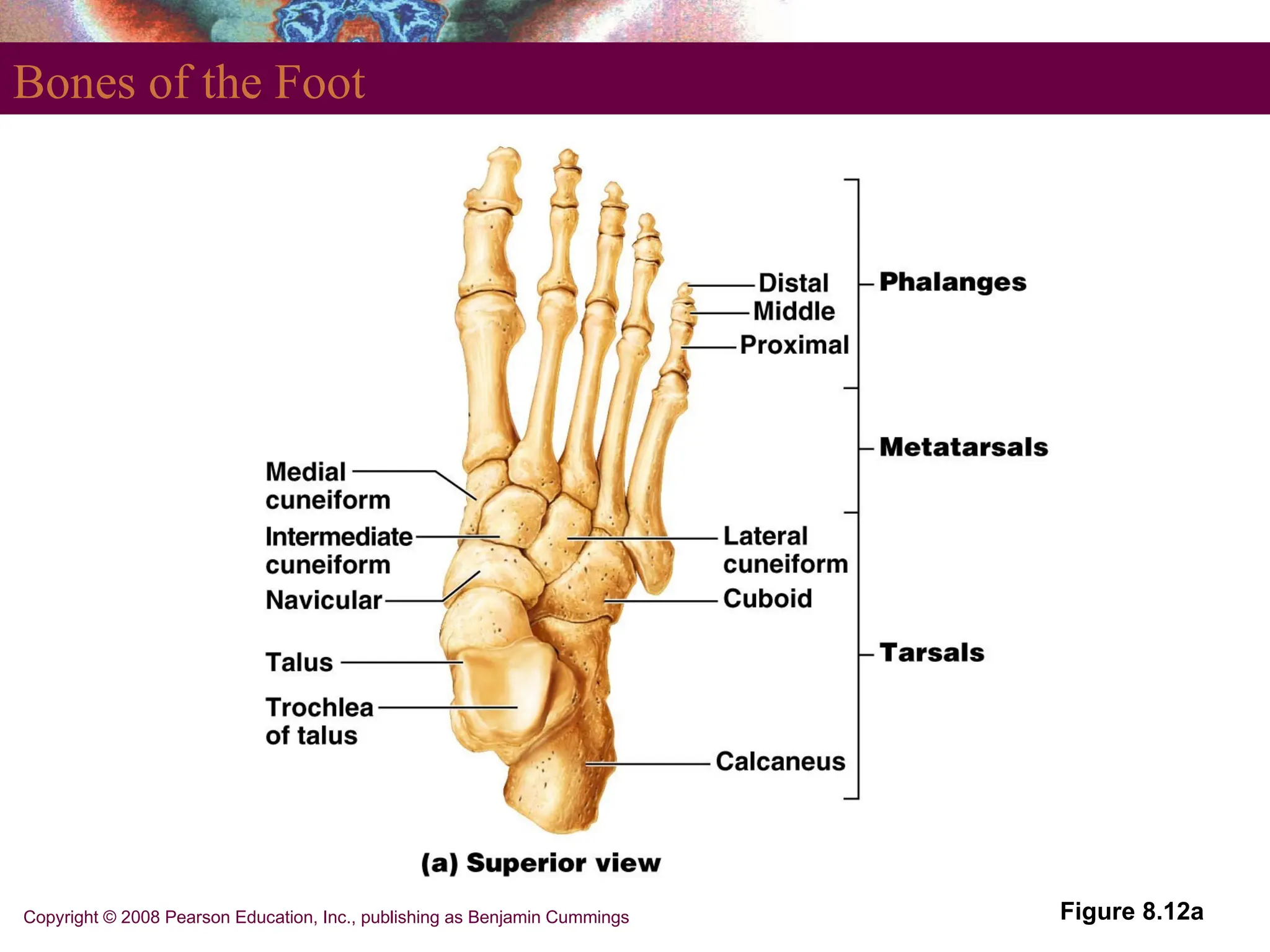 Copyright © 2008 Pearson Education, Inc., publishing as Benjamin Cummings
Bones of the Foot
Figure 8.12a
 
