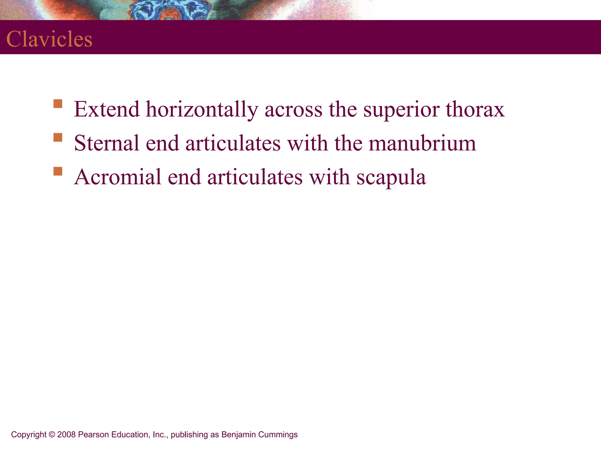 Copyright © 2008 Pearson Education, Inc., publishing as Benjamin Cummings
Clavicles
 Extend horizontally across the superior thorax
 Sternal end articulates with the manubrium
 Acromial end articulates with scapula
 