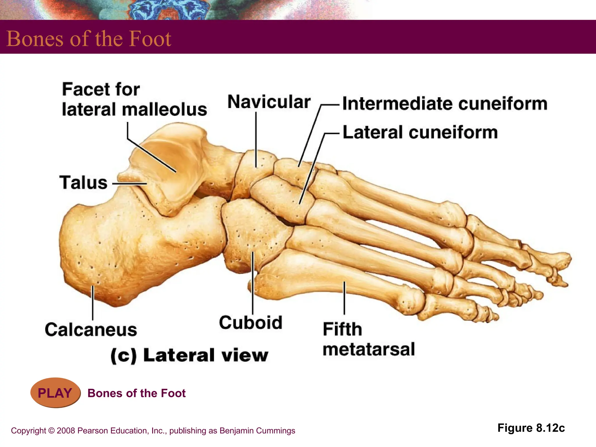Copyright © 2008 Pearson Education, Inc., publishing as Benjamin Cummings
Bones of the Foot
Figure 8.12c
PLAY Bones of the Foot
 