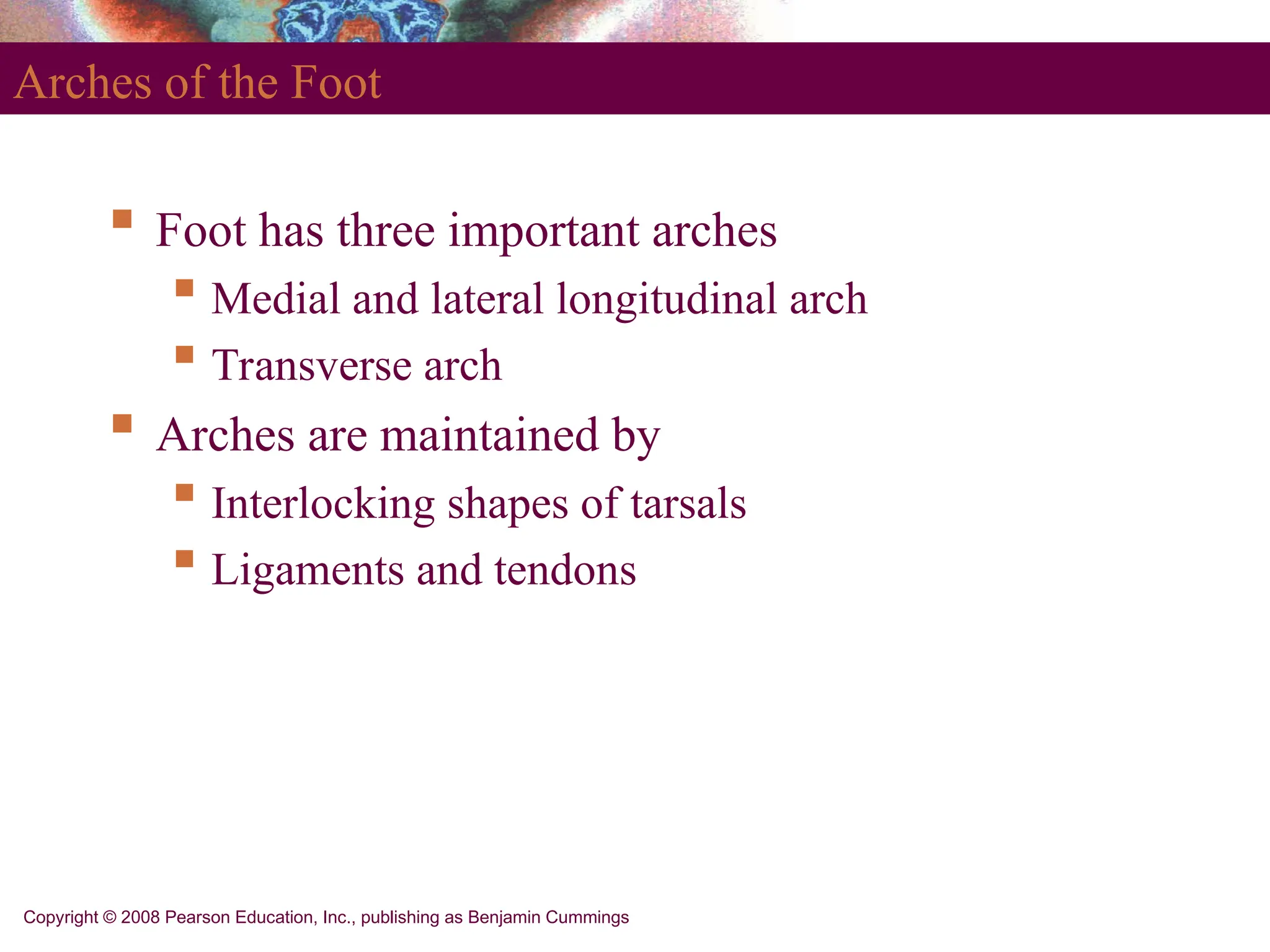 Copyright © 2008 Pearson Education, Inc., publishing as Benjamin Cummings
Arches of the Foot
 Foot has three important arches
 Medial and lateral longitudinal arch
 Transverse arch
 Arches are maintained by
 Interlocking shapes of tarsals
 Ligaments and tendons
 