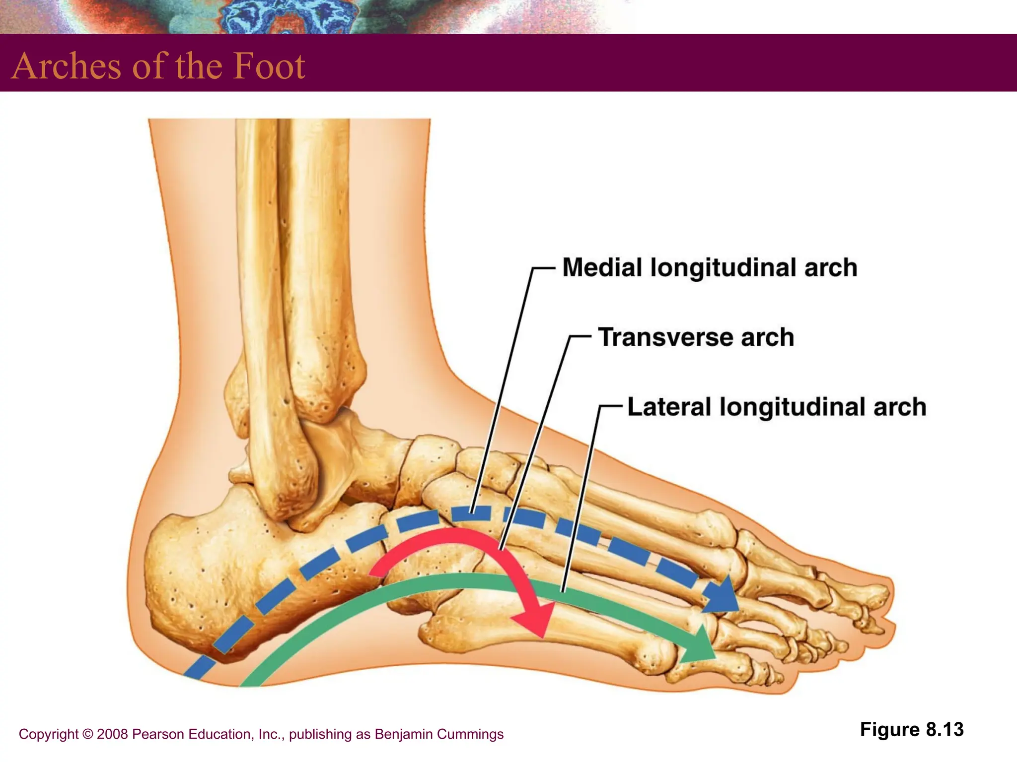 Copyright © 2008 Pearson Education, Inc., publishing as Benjamin Cummings
Arches of the Foot
Figure 8.13
 