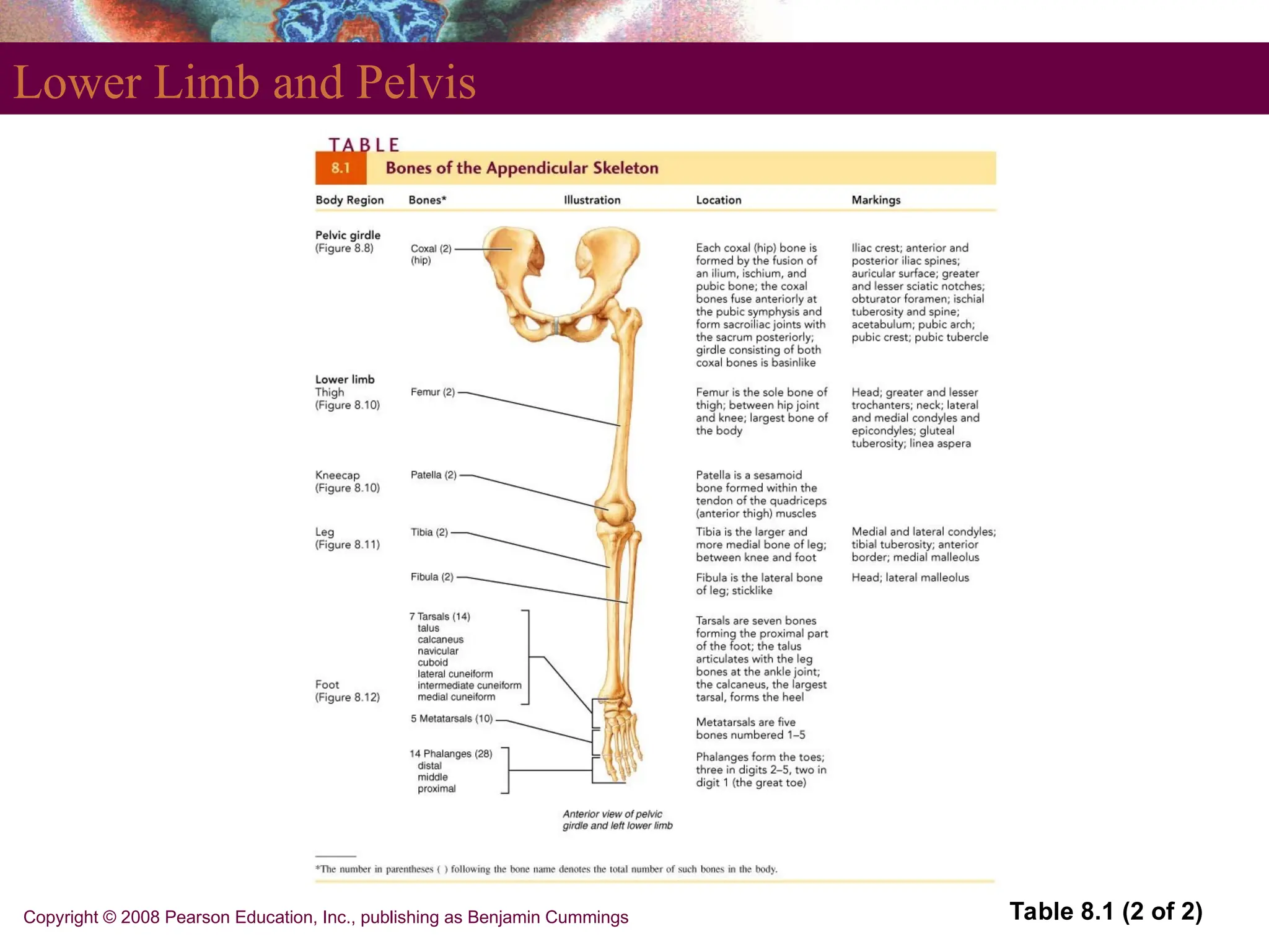 Copyright © 2008 Pearson Education, Inc., publishing as Benjamin Cummings
Lower Limb and Pelvis
Table 8.1 (2 of 2)
 