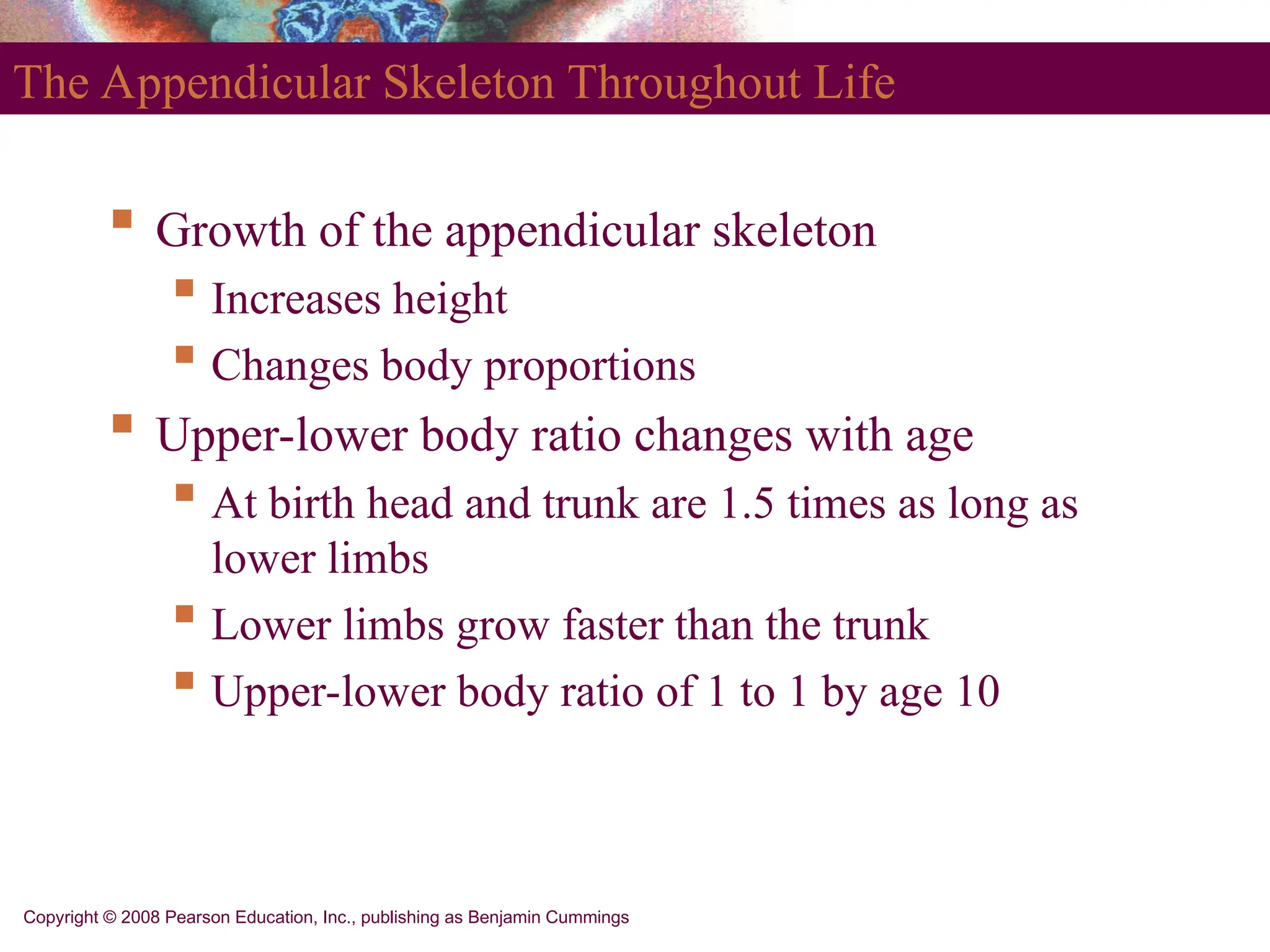 Copyright © 2008 Pearson Education, Inc., publishing as Benjamin Cummings
The Appendicular Skeleton Throughout Life
 Growth of the appendicular skeleton
 Increases height
 Changes body proportions
 Upper-lower body ratio changes with age
 At birth head and trunk are 1.5 times as long as
lower limbs
 Lower limbs grow faster than the trunk
 Upper-lower body ratio of 1 to 1 by age 10
 