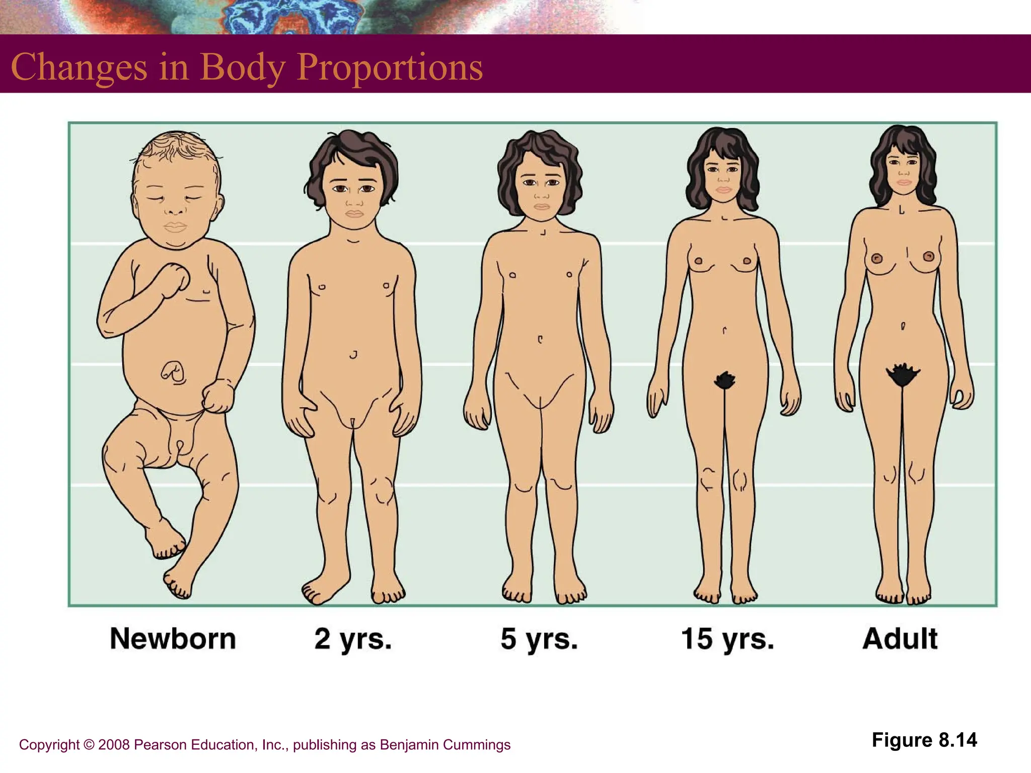 Copyright © 2008 Pearson Education, Inc., publishing as Benjamin Cummings
Changes in Body Proportions
Figure 8.14
 