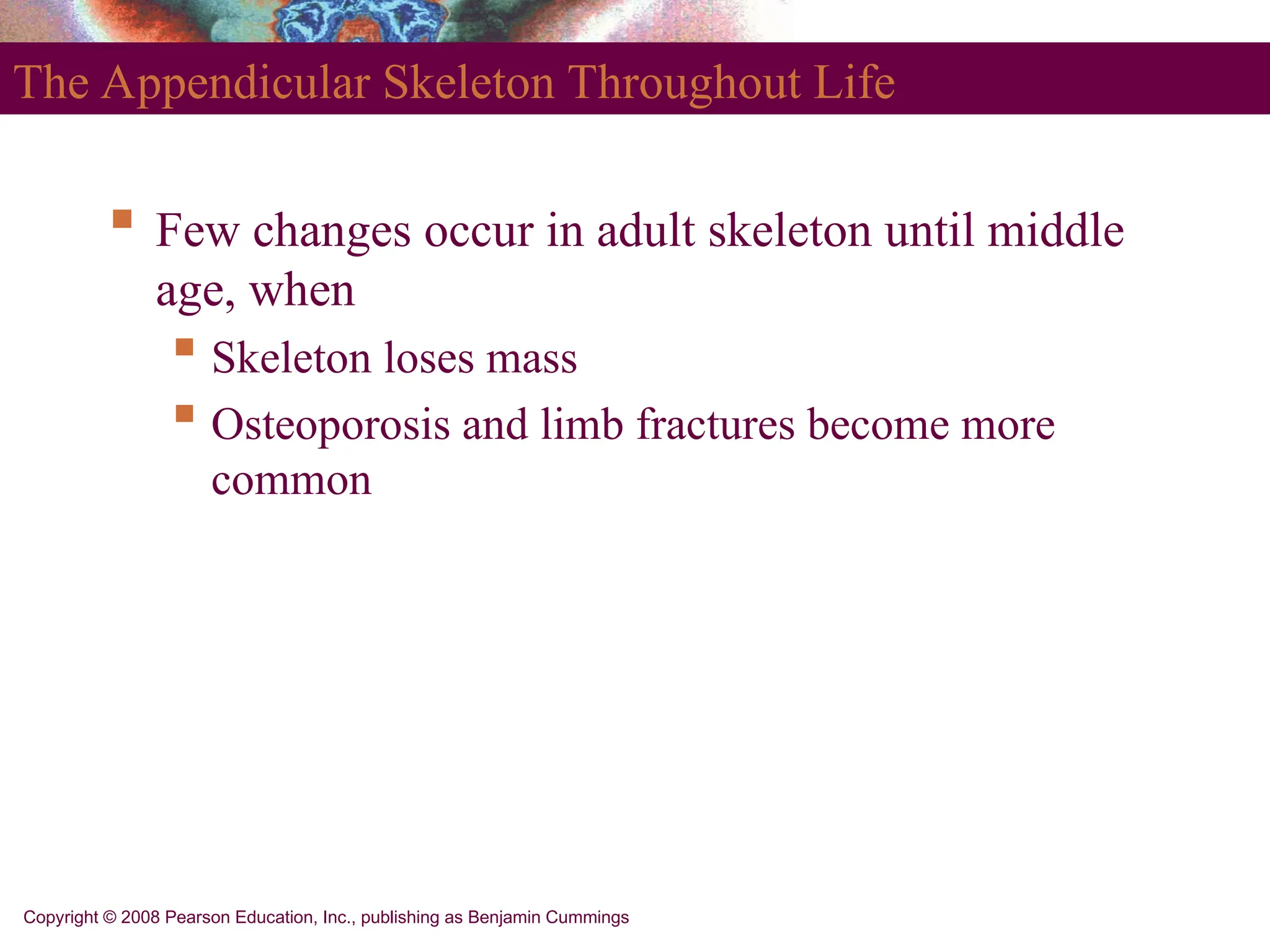 Copyright © 2008 Pearson Education, Inc., publishing as Benjamin Cummings
The Appendicular Skeleton Throughout Life
 Few changes occur in adult skeleton until middle
age, when
 Skeleton loses mass
 Osteoporosis and limb fractures become more
common
 