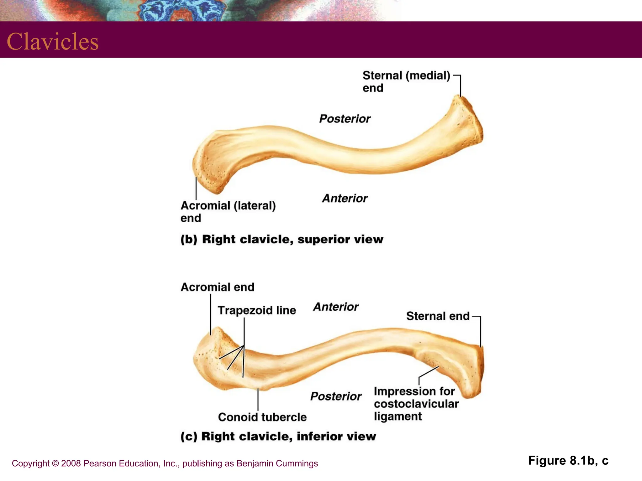 Copyright © 2008 Pearson Education, Inc., publishing as Benjamin Cummings
Clavicles
Figure 8.1b, c
 