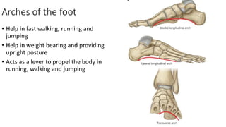 Arches of the foot
• Help in fast walking, running and
jumping
• Help in weight bearing and providing
upright posture
• Acts as a lever to propel the body in
running, walking and jumping
 