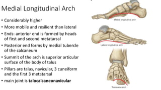 Medial Longitudinal Arch
• Considerably higher
• More mobile and resilient than lateral
• Ends: anterior end is formed by heads
of first and second metatarsal
• Posterior end forms by medial tubercle
of the calcaneum
• Summit of the arch is superior articular
surface of the body of talus
• Pillars are talus, navicular, 3 cuneiform
and the first 3 metatarsal
• main joint is talocalcaneonavicular
 