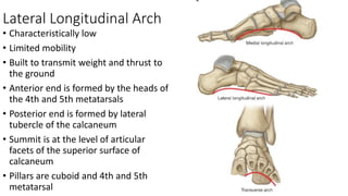 Lateral Longitudinal Arch
• Characteristically low
• Limited mobility
• Built to transmit weight and thrust to
the ground
• Anterior end is formed by the heads of
the 4th and 5th metatarsals
• Posterior end is formed by lateral
tubercle of the calcaneum
• Summit is at the level of articular
facets of the superior surface of
calcaneum
• Pillars are cuboid and 4th and 5th
metatarsal
 