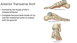 Anterior Transverse Arch
• Formed by the heads of the 5
metatarsal bones
• Complete because both heads of 1st
and 5th metatarsal come in contact
with the ground
 