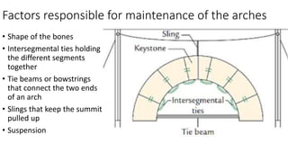 Factors responsible for maintenance of the arches
• Shape of the bones
• Intersegmental ties holding
the different segments
together
• Tie beams or bowstrings
that connect the two ends
of an arch
• Slings that keep the summit
pulled up
• Suspension
 