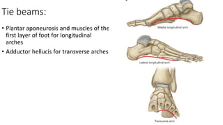 Tie beams:
• Plantar aponeurosis and muscles of the
first layer of foot for longitudinal
arches
• Adductor hellucis for transverse arches
 