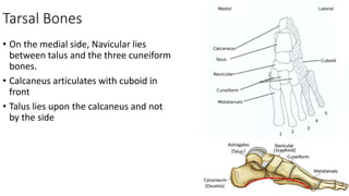 Tarsal Bones
• On the medial side, Navicular lies
between talus and the three cuneiform
bones.
• Calcaneus articulates with cuboid in
front
• Talus lies upon the calcaneus and not
by the side
 