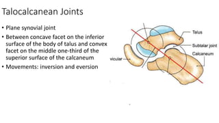 Talocalcanean Joints
• Plane synovial joint
• Between concave facet on the inferior
surface of the body of talus and convex
facet on the middle one-third of the
superior surface of the calcaneum
• Movements: inversion and eversion
 