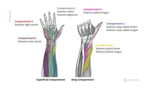 Bones of hand and anatomical spaceas | PPTX