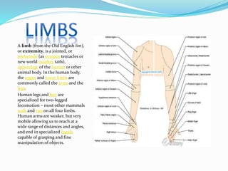 Bones of human body | PPTX