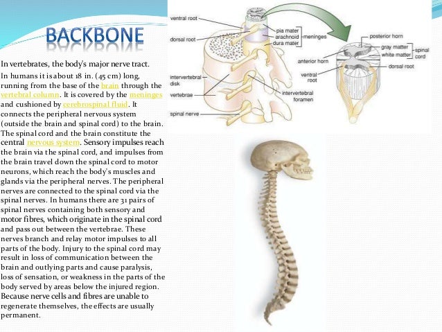 Bones of human body