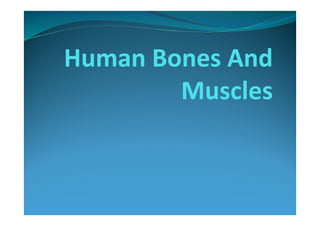 Human Bones And
Muscles
 