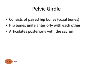 Bones of Lower Limb (Human Anatomy) | PPT