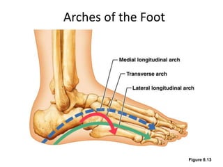 Bones of Lower Limb (Human Anatomy) | PPT