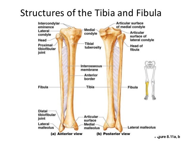 anatomy of lower limb bones